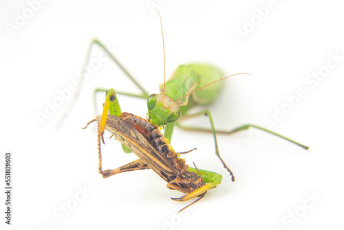 Wallpaper Mural praying mantis eats a grasshopper close-up on a white background. Hunting in the world of insects. Prey for eating insects Torontodigital.ca