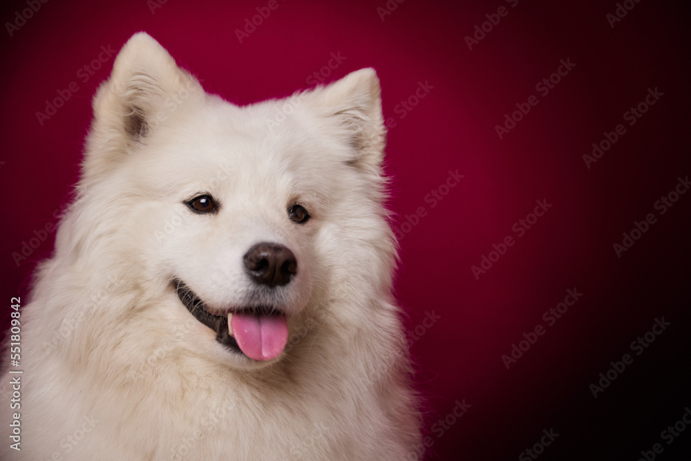 Fototapeta premium A happy dog smiles on an isolated burgundy background. Samoyed.