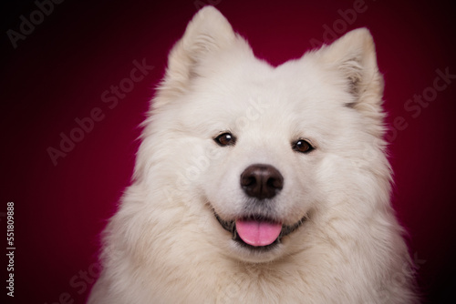 A happy dog smiles on an isolated burgundy background. Samoyed.