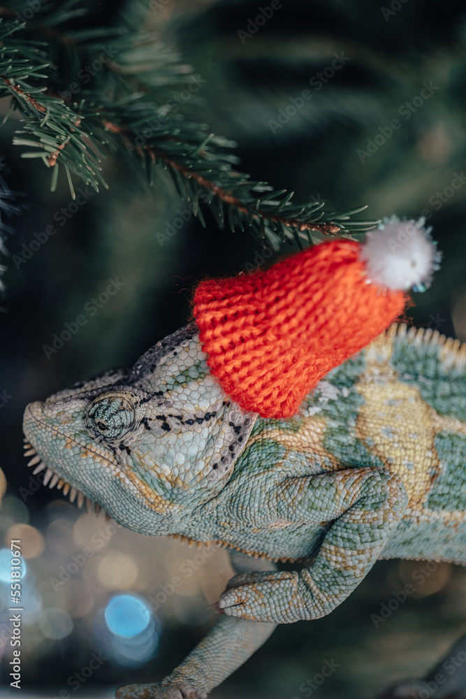 colorful funny chameleon in Christmas red Santa hat.