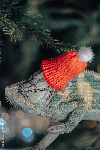 Obraz na płótnie colorful funny chameleon in Christmas red Santa hat. w salonie