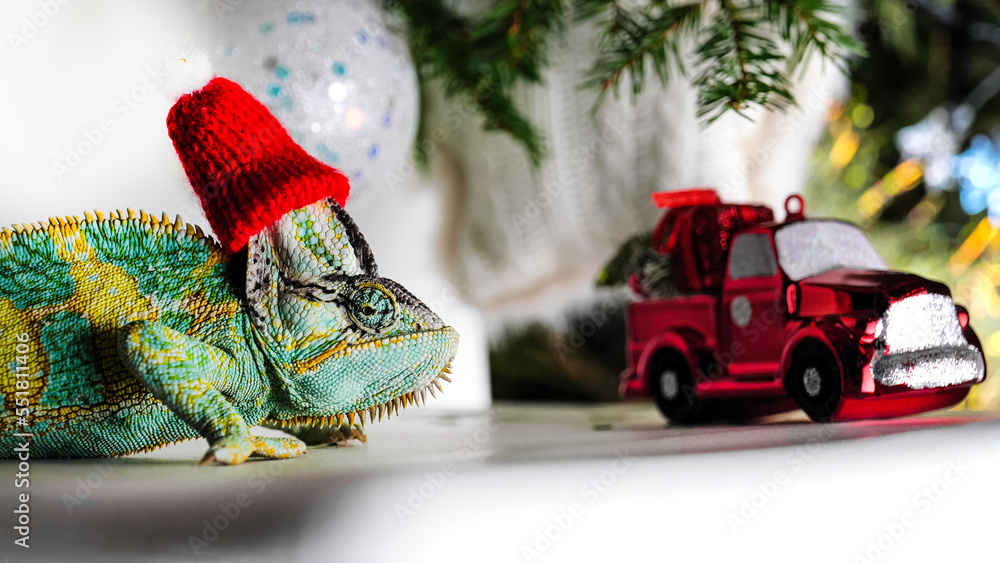colorful funny chameleon in Christmas red Santa hat.