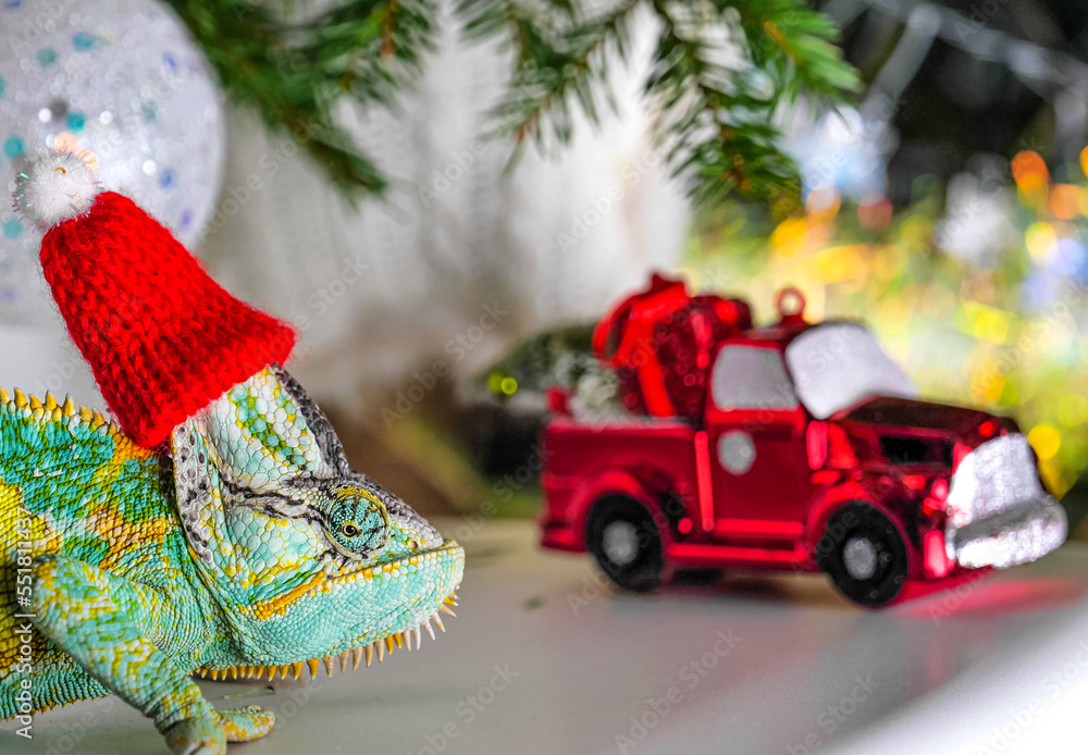 colorful funny chameleon in Christmas red Santa hat.