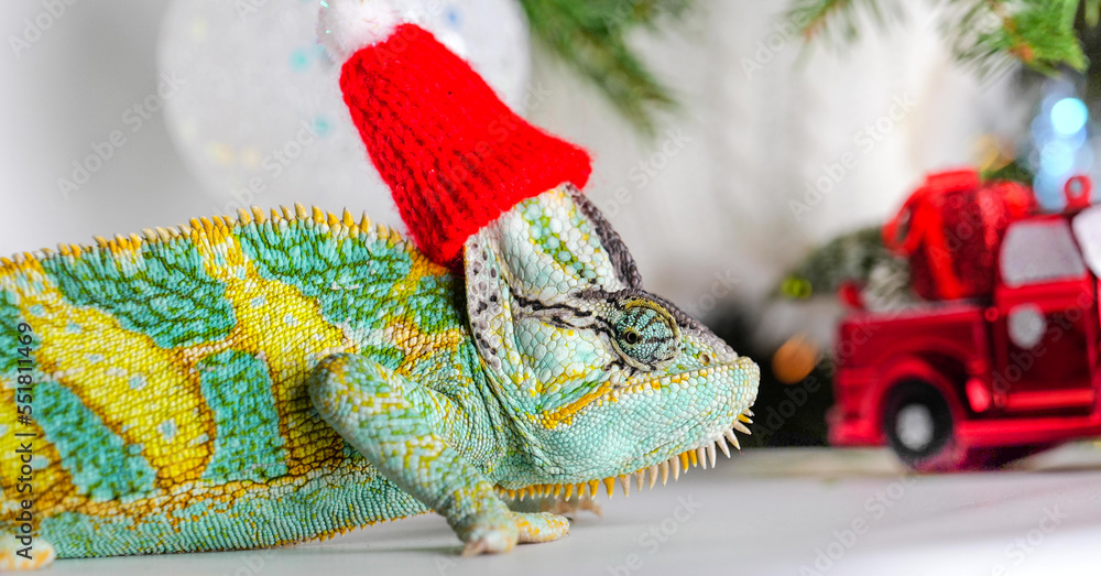 colorful funny chameleon in Christmas red Santa hat.