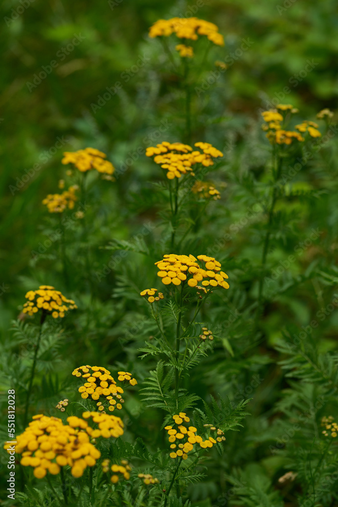 Fototapeta premium Rainfarn (Tanacetum vulgare)