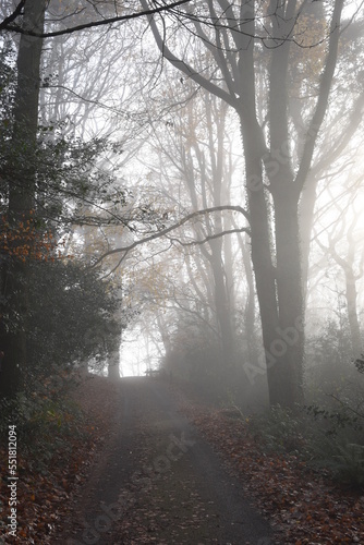 a foggy road leading up to the Kymin in Monmouthshire with the sun beaming through the mist