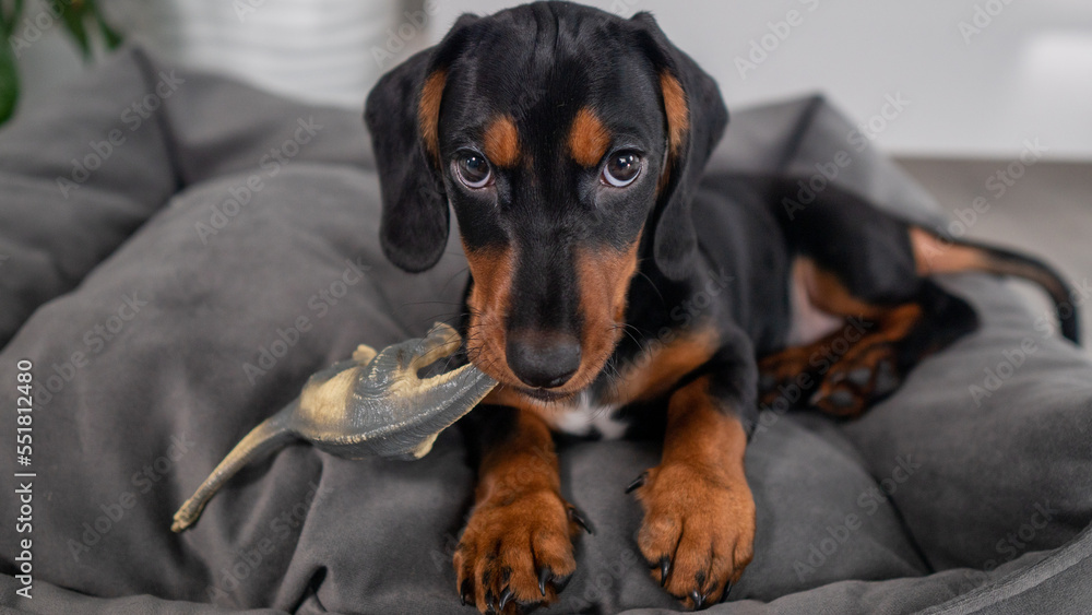 a dachshund puppy on a gray couch gnaws on a toy and looks into the frame