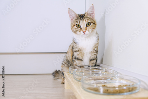 Wall Mural Small tricolor mongrel cat sits in front of its food and water bowls