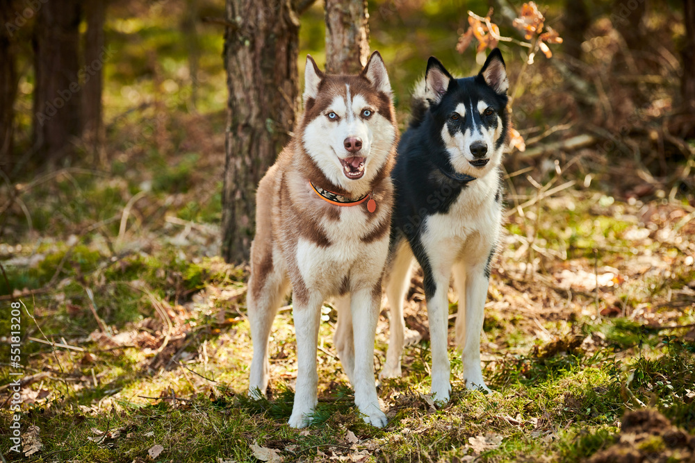 Husky Colors Silverian Husky Colors All About Husky Breeds 23