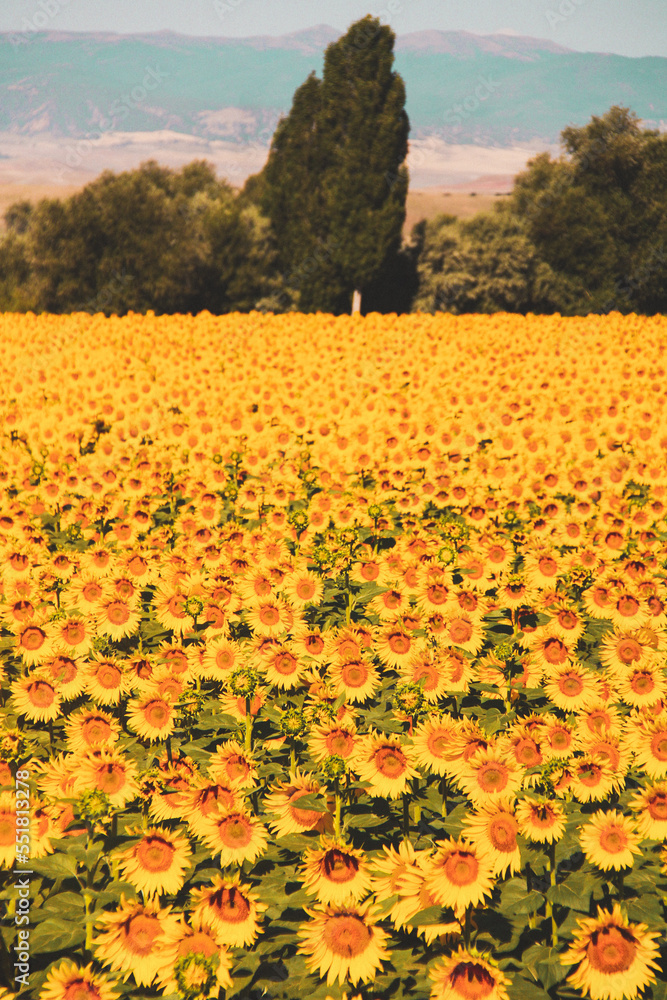 Fototapeta premium sunflower field