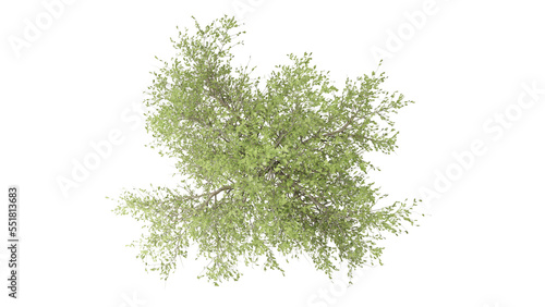 OAK tree  3d rendering of top view oak tree isolated on transparent PNG background 