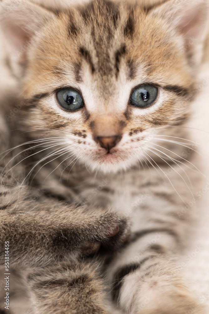 cute, cute gray kitten on a light background.