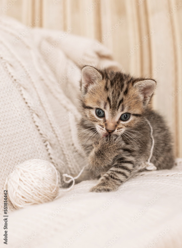 dull, cute gray kitten with a ball of yarn on a light background.