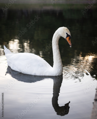 white swan swims in the lake in the evening  summer day 
