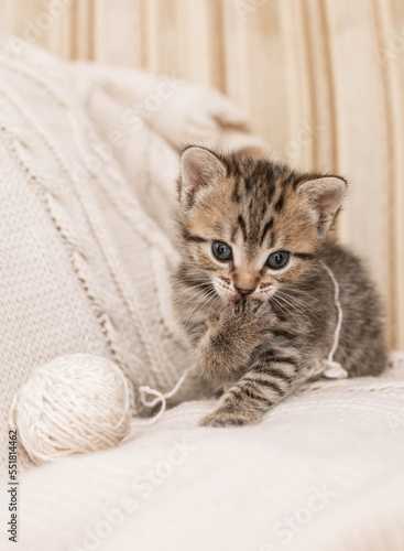 dull, cute gray kitten with a ball of yarn on a light background.