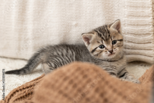 cute, cute gray kitten with a bow sleeps on a light background 
