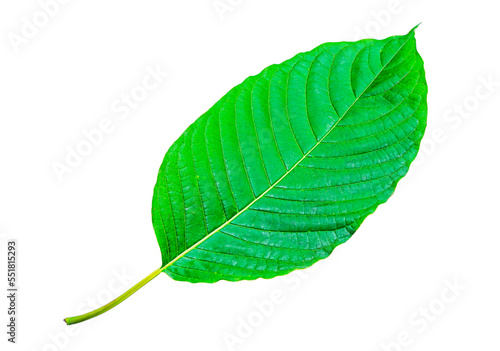 Tropical green leaf isolated on white background,