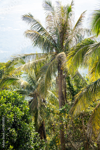 exotische Palmen von der Seite und oben fotografiert mit frischen Kokosnüssen und einer thailändischen Stadt im Hintergrund, da das Bild von einem Bergtempel aus aufgenommen wurde