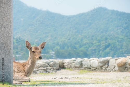 広島 宮島でのんびり過ごす野生の子鹿