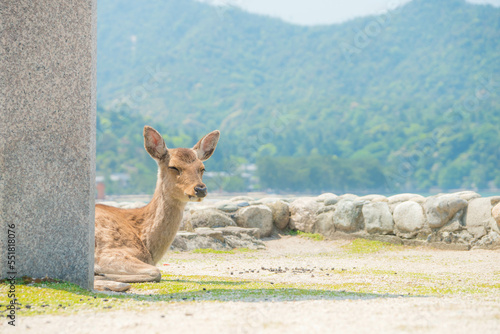 広島 宮島でのんびり過ごす野生の子鹿