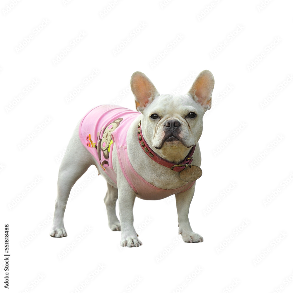 dog isolated on transparent png