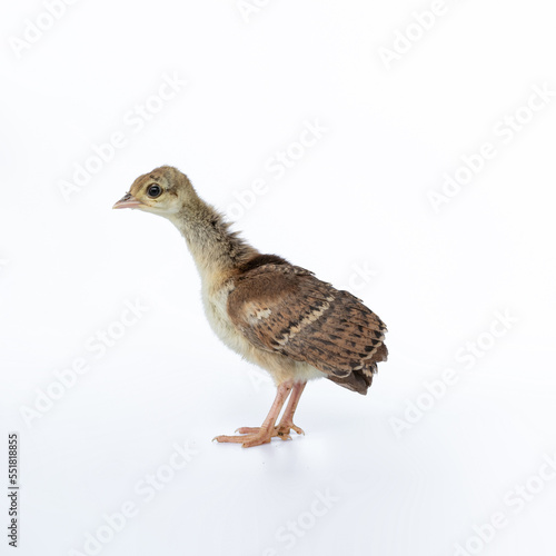 A little, light brown young Indian peafowl was photographed up close in a studio against a stark white background.