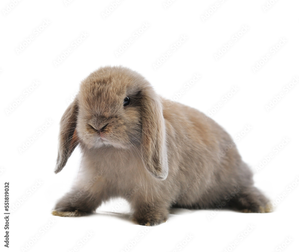 rabbit isolated on transparent png rabbit isolated on transparent png