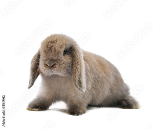 Bild auf Leinwand rabbit isolated on transparent png