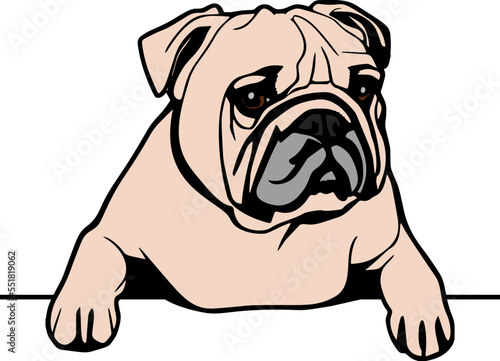 French bulldog Peeking Dogs. French bulldog breed. Color image of a dogs head isolated on a white background. The dog stuck out its tongue.
