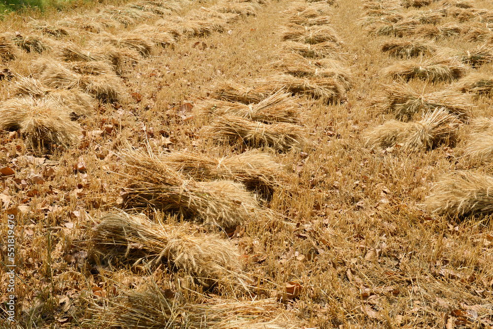 Bunches of harvested golden wheat in an agricultural field ready to be transported Bunches of harvested golden wheat in an agricultural field ready to be transported