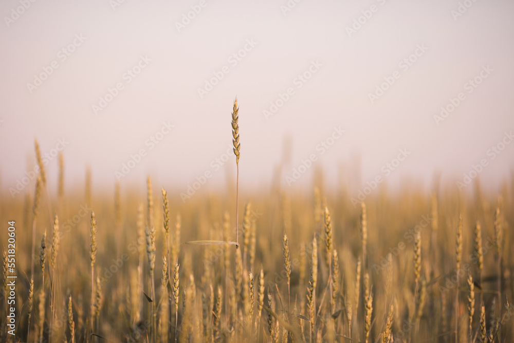 a field of golden wheat in the countryside on an evening summer day.