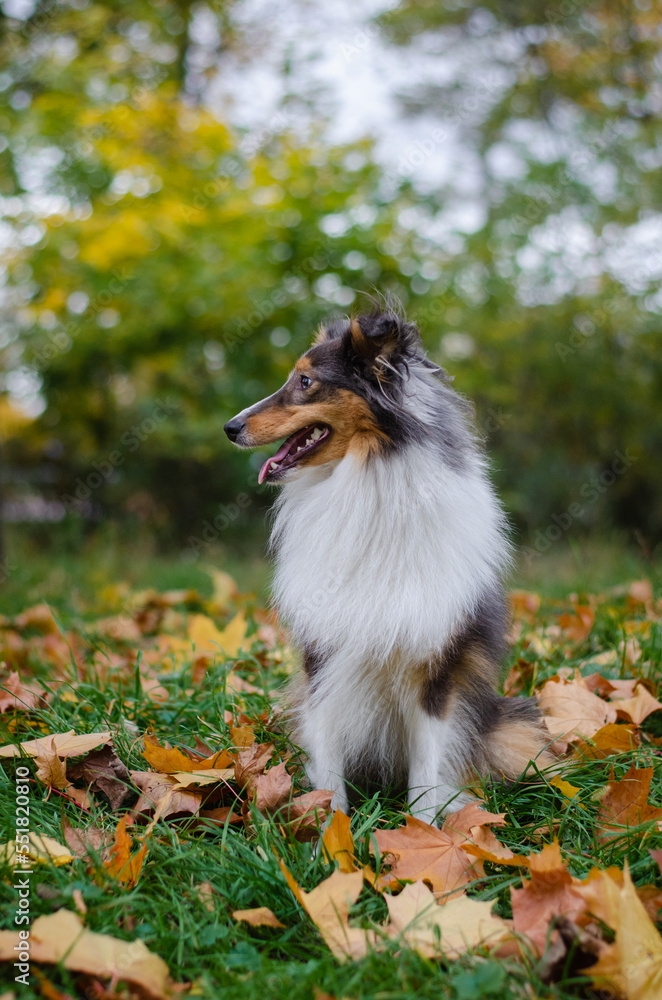Cute tricolor dog sheltie breed in fall park. Young shetland sheepdog on green grass and yellow or orange autumn leaves