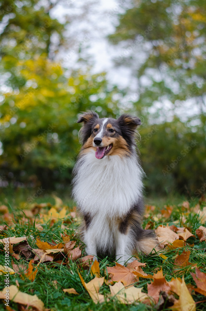 Cute tricolor dog sheltie breed in fall park. Young shetland sheepdog on green grass and yellow or orange autumn leaves