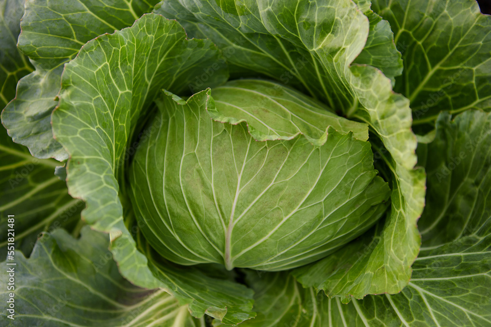 Cabbage growing in the garden Cabbage growing in the garden
