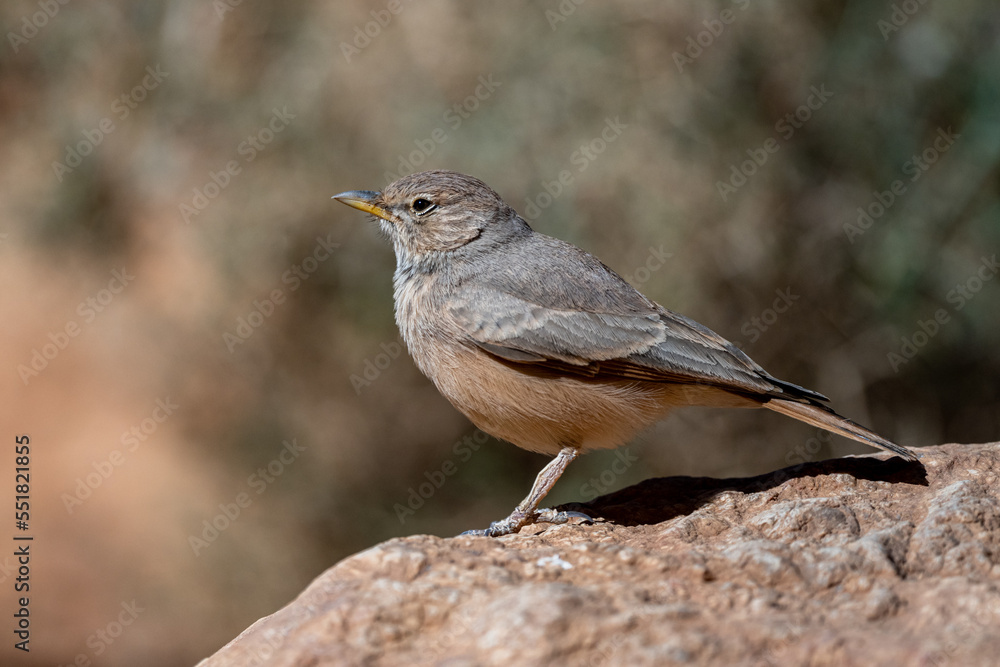 Desert lark, Ammomanes deserti. A common desert bird. Desert lark, Ammomanes deserti. A common desert bird.