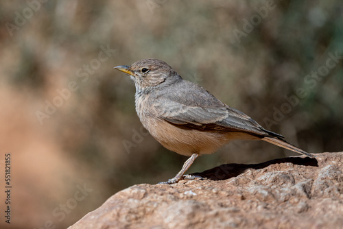 Desert lark, Ammomanes deserti. A common desert bird.