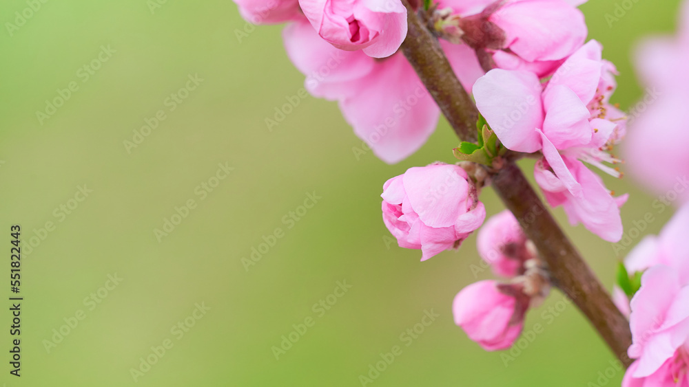 Naklejka premium 桃の花（ハナモモ）の蕾のアップ