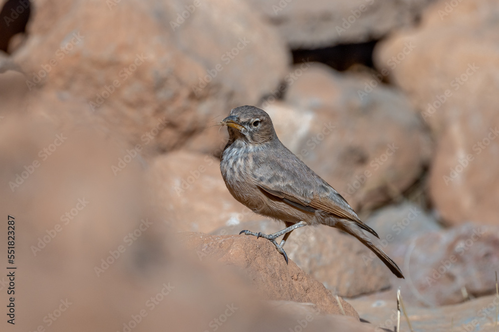 Desert lark, Ammomanes deserti. A common desert bird. Desert lark, Ammomanes deserti. A common desert bird.