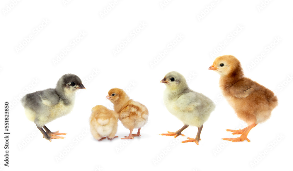 Set of Chicks of different age and different colors according to species isolated on white background.