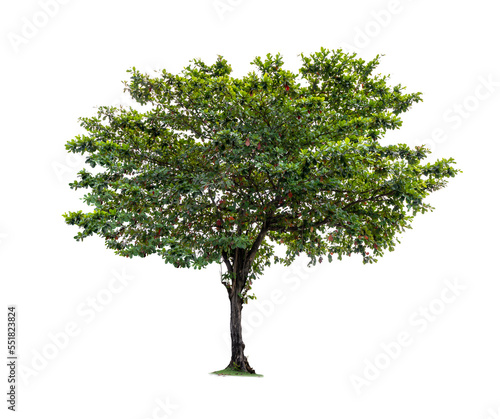 Tela Terminalia catappa or Indian almond tree of Thailand isolated on white background