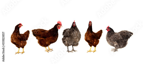 Set Purebred chicken. Laying hens rhode island red and blue australorp. isolated on white background.