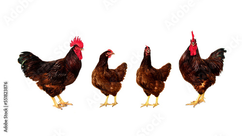 Set Purebred chicken family. rooster and hen rhode island red isolated on white background.