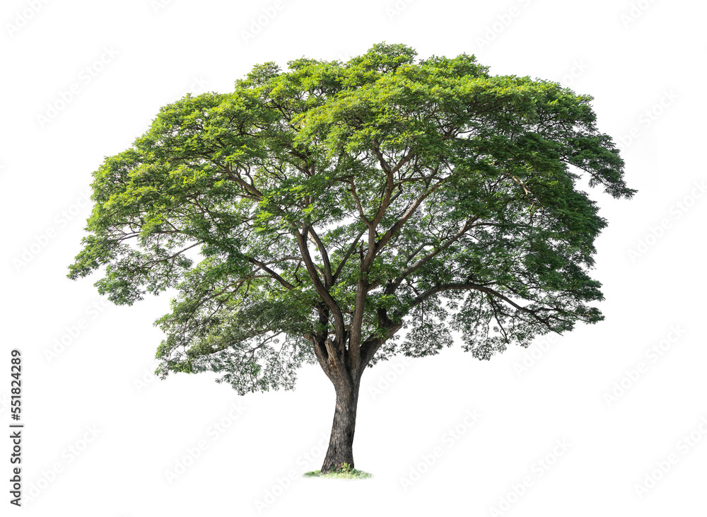 Obraz premium Big Rain tree isolated on white background.