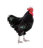 Pure breed of beautiful chicken. Black Australorp rooster isolated on white background.