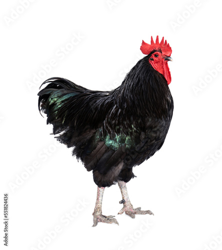 Pure breed of beautiful chicken. Black Australorp rooster isolated on white background. © Panupong