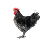 Pure breed of beautiful chicken. Blue Australorp rooster isolated on white background.