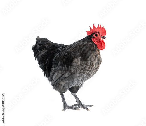 Pure breed of beautiful chicken. Blue Australorp rooster isolated on white background. © Panupong