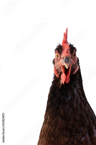 Close-up straight face portrait pure breed laying hens.  Rhode Island Red chicken isolated on white background.