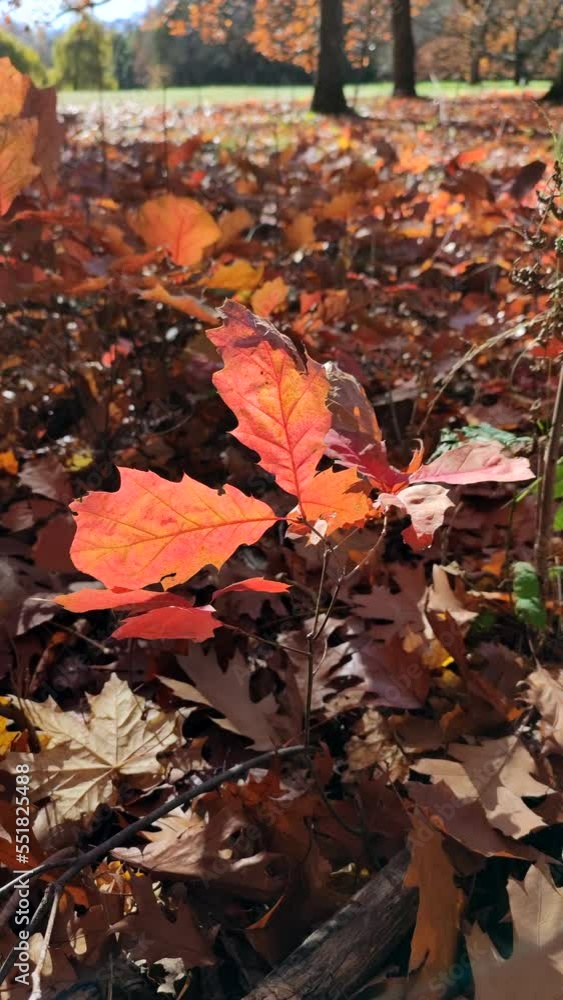Red oak leaves against background of young oak with brown leaves sprouts swaying in wind on sunny autumn day in forest. Woodland autumn seasonal backdrop. Natural environment background Vertical video Red oak leaves against background of young oak with brown leaves sprouts swaying in wind on sunny autumn day in forest. Woodland autumn seasonal backdrop. Natural environment background Vertical video