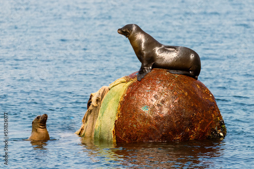 California sea lions (Zalophus californianus) in a territorial dispute over a large mooring buoy.  Photographed in Monterrey California, USA. photo